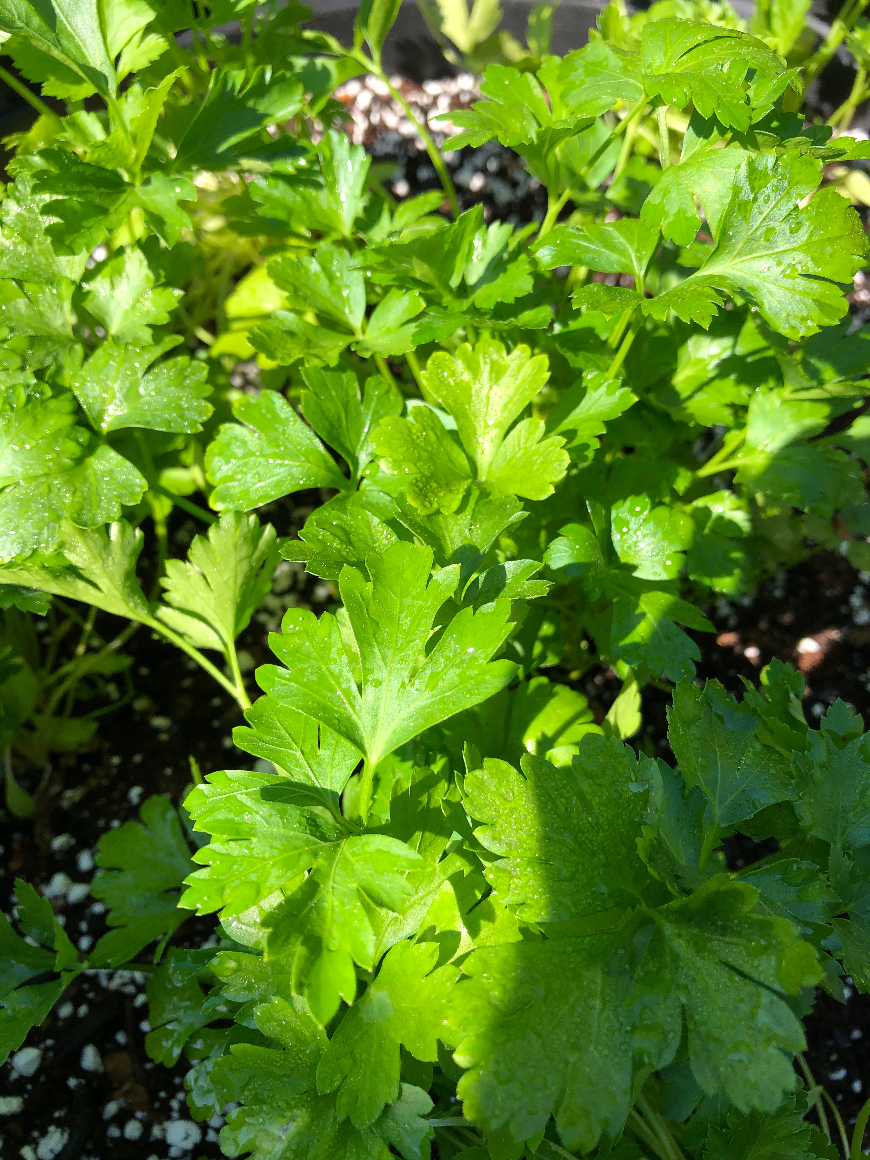 Flat Leaf Parsley Plants Bowensville Farm And Nursery